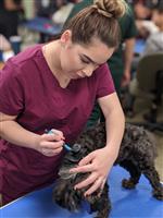 Vet. Student grooming a dog 
